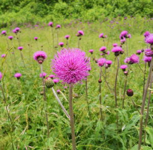 Cirsium rivulare ´Atropurpureum` od. ´Trevor´s Blue Wonder` - Bach-Kratzdistel – Bild 6