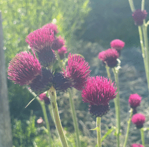 Cirsium rivulare ´Atropurpureum` od. ´Trevor´s Blue Wonder` - Bach-Kratzdistel – Bild 11