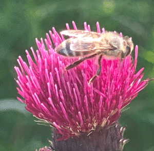 Cirsium rivulare ´Atropurpureum` od. ´Trevor´s Blue Wonder` - Bach-Kratzdistel – Bild 5
