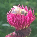 Cirsium rivulare ´Atropurpureum` od. ´Trevor´s Blue Wonder` - Bach-Kratzdistel