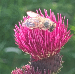 Cirsium rivulare ´Atropurpureum` od. ´Trevor´s Blue Wonder` - Bach-Kratzdistel