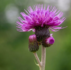 Cirsium rivulare ´Atropurpureum` od. ´Trevor´s Blue Wonder` - Bach-Kratzdistel – Bild 10