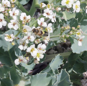 Crambe maritima - Küsten-Meerkohl – Bild 9