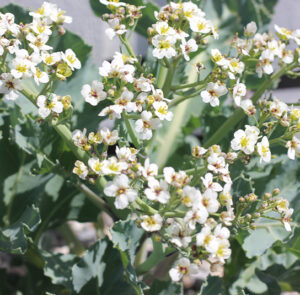 Crambe maritima - Küsten-Meerkohl – Bild 7