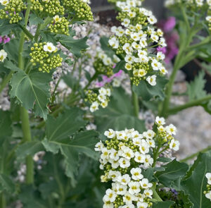 Crambe maritima - Küsten-Meerkohl – Bild 14