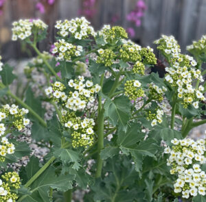 Crambe maritima - Küsten-Meerkohl – Bild 2