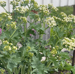 Crambe maritima - Küsten-Meerkohl – Bild 10