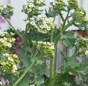 Crambe maritima - Küsten-Meerkohl – Bild 13