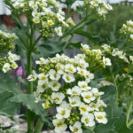 Crambe maritima - Küsten-Meerkohl