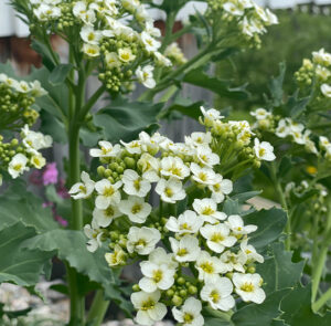Crambe maritima - Küsten-Meerkohl