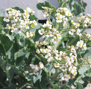 Crambe maritima - Küsten-Meerkohl – Bild 5