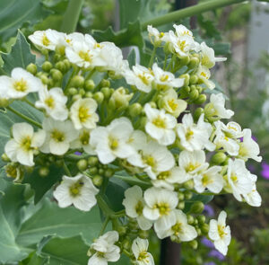 Crambe maritima - Küsten-Meerkohl – Bild 11