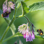 Symphytum officinale - Echter Beinwell