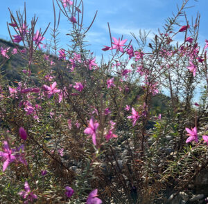 Epilobium dodonaei - Rosmarin-Weidenröschen – Bild 2