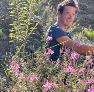 Epilobium dodonaei - Rosmarin-Weidenröschen – Bild 5
