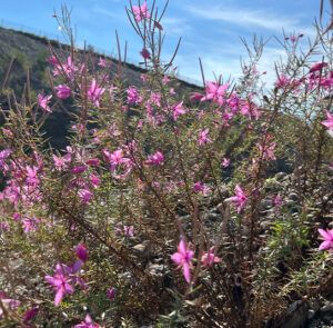 Epilobium dodonaei - Rosmarin-Weidenröschen – Bild 12