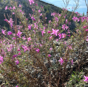 Epilobium dodonaei - Rosmarin-Weidenröschen – Bild 11