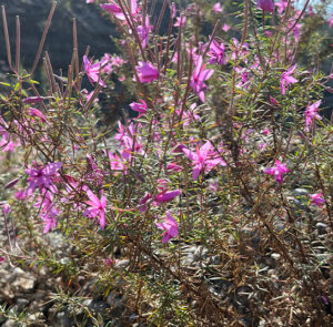 Epilobium dodonaei - Rosmarin-Weidenröschen – Bild 10