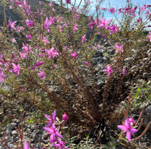 Epilobium dodonaei - Rosmarin-Weidenröschen – Bild 9