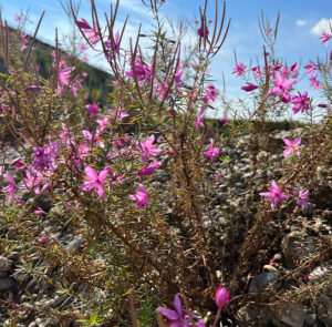Epilobium dodonaei - Rosmarin-Weidenröschen – Bild 8