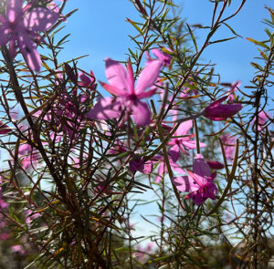 Epilobium dodonaei - Rosmarin-Weidenröschen – Bild 7