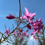 Epilobium dodonaei - Rosmarin-Weidenröschen