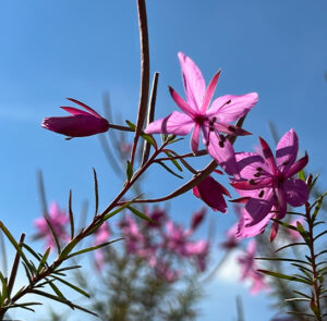 Epilobium dodonaei - Rosmarin-Weidenröschen