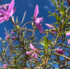 Epilobium dodonaei - Rosmarin-Weidenröschen – Bild 6
