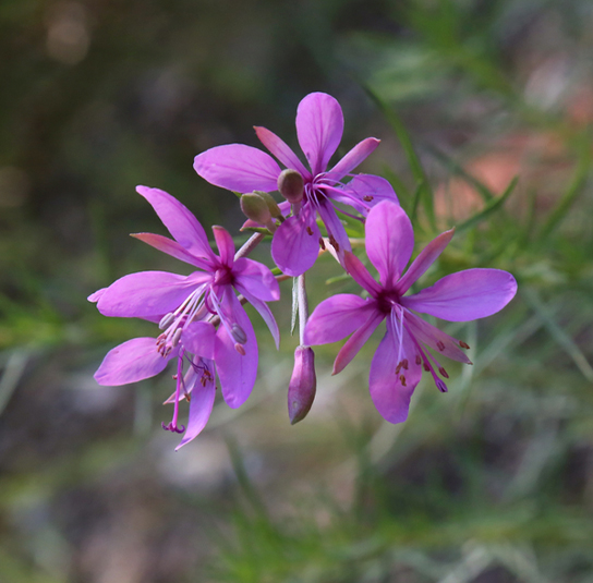 Epilobium dodonaei RosmarinWeidenröschen Nordischer Garten Shop