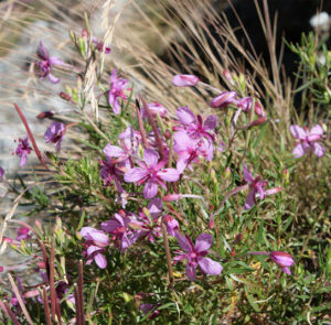 Epilobium dodonaei - Rosmarin-Weidenröschen – Bild 4