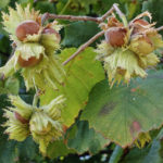 Corylus avellana ´Lange Zellernuss` - Haselnuss, Fruchtsorte