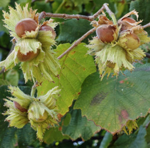 Corylus avellana 'Wunder aus Bollweiler' - Haselnuss, Fruchtsorte