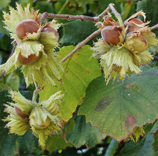 Corylus avellana ‚Hallesche Riesennuss\' – Haselnuss, Fruchtsorte –  Nordischer Garten Shop