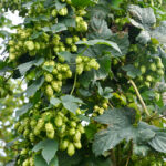Humulus lupulus ‚Teemacher‘ – Aroma-Hopfen, Fruchtform