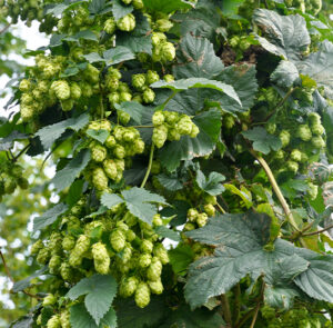 Humulus lupulus 'Hallertauer Tradition' - Top-Hopfensorte, Fruchtform, Zuchtsorte – Bild 2
