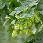 Humulus lupulus 'Hallertauer Tradition' - Top-Hopfensorte, Fruchtform, Zuchtsorte