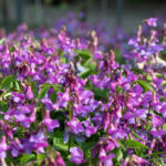 Lathyrus vernus - Frühlings-Platterbse