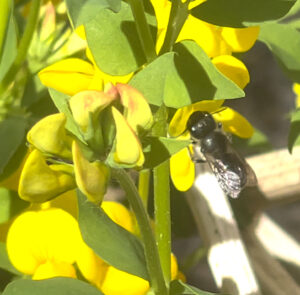 Lotus corniculatus - Gewöhnlicher Hornklee – Bild 3