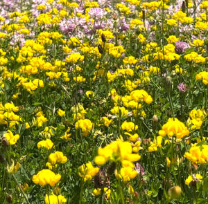 Lotus corniculatus - Gewöhnlicher Hornklee – Bild 5