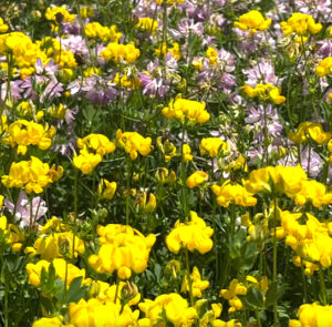 Lotus corniculatus - Gewöhnlicher Hornklee – Bild 7