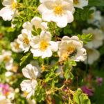 Rosa arvensis - Feldrose oder Heimische Ramblerrose