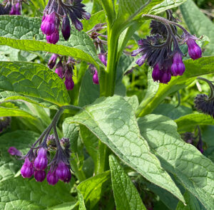 Symphytum officinale - Echter Beinwell – Bild 9