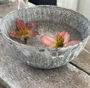 Schale Helleborus – Bild 9