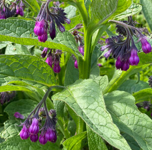 Symphytum officinale - Echter Beinwell – Bild 8