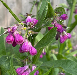 Symphytum officinale - Echter Beinwell – Bild 4