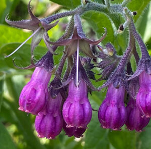 Symphytum officinale - Echter Beinwell – Bild 12
