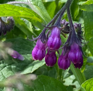Symphytum officinale - Echter Beinwell – Bild 11