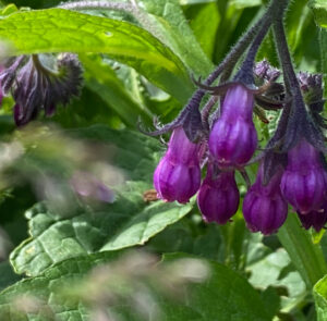 Symphytum officinale - Echter Beinwell – Bild 10
