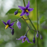 Solanum dulcamara - Bittersüßer Nachtschatten