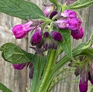 Symphytum officinale - Echter Beinwell – Bild 5